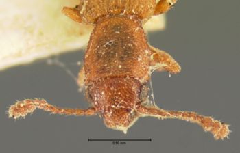 Media type: image;   Entomology 6775 Aspect: head dorsal view